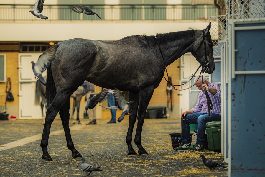HIPPODROME D'AUTEUIL / PARIS VOUS AIME / AGENCE RELAXNEWS